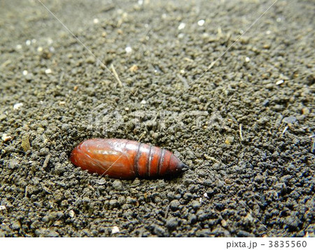 ヨトウムシのサナギ ヨトウムシのサナギ 3835560