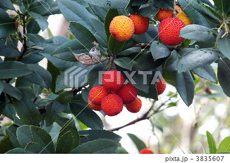 ストロベリーツリー 3835607