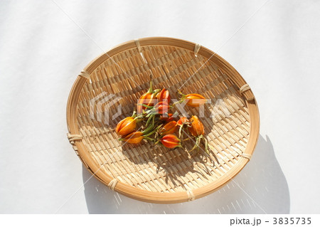 梔子（くちなし）の実 3835735