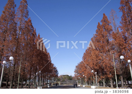 鶴見緑地の並木 3836098