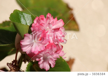 八重咲きベコニア 八重咲きベコニア 3836384