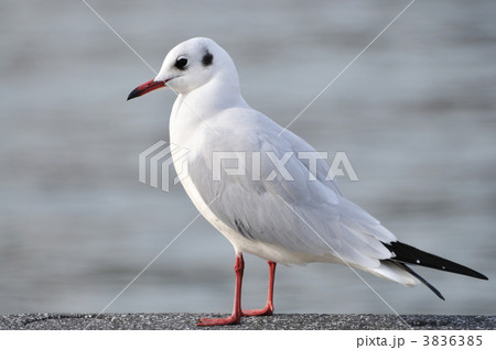 ユリカモメ 3836385