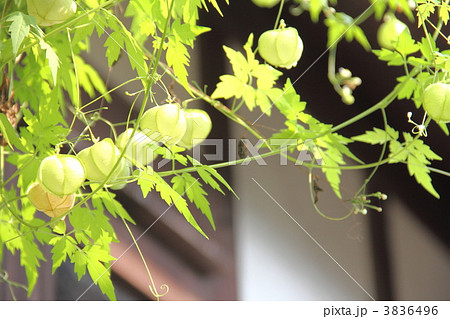 フウセンカズラ 3836496