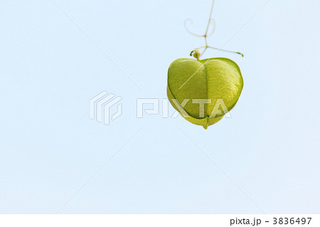 フウセンカズラ 3836497