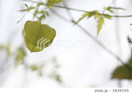 フウセンカズラ 3836500