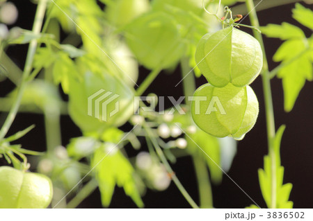 フウセンカズラ 3836502