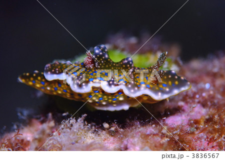 ウミウシ 3836567