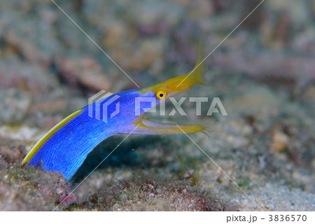 ハナヒゲウツボ 3836570