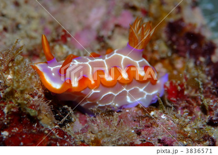 ウミウシ 3836571