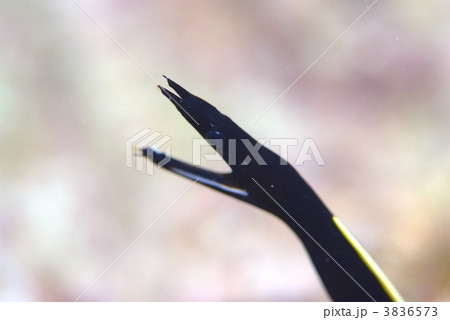 ハナヒゲウツボ 3836573