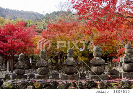 化野念仏寺の紅葉 化野念仏寺の紅葉 3837619