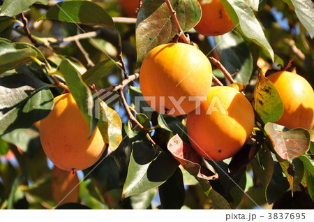 柿の実 柿の実 3837695