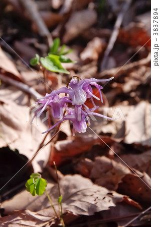 イカリソウ 3837894