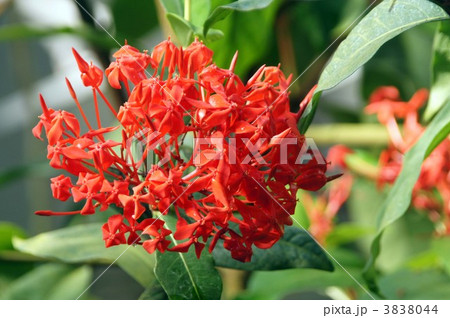 イクソラ・サマーフレッシュ 3838044