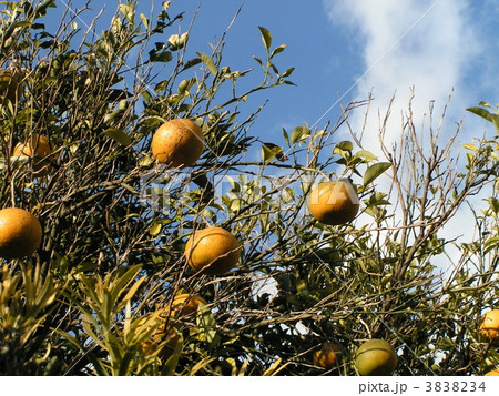 冬の青空に映えるアマナツの黄色い実 3838234