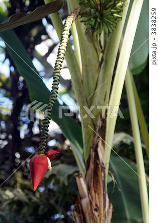 センナリバナナ 3838259