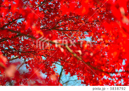 宮島SAの紅葉 3838792