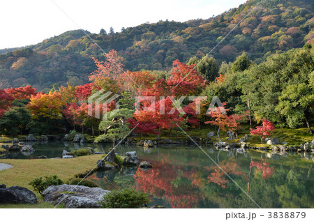 天龍寺の曹源池 3838879