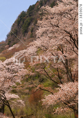 屏風岩公苑の桜 3839078