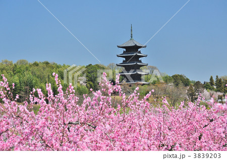 五重塔と桃畑 五重塔と桃畑 3839203