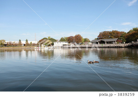 久喜菖蒲公園 3839259