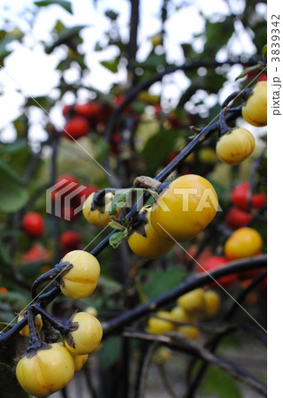 ソラナム(品種名・センセイション)京都府立植物園 ソラナム(品種名・センセイション)京都府立植物園 3839342