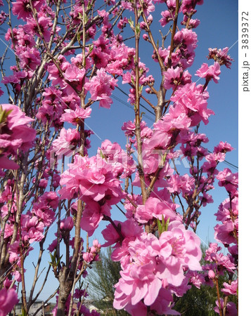ひな祭りの花 桃の花 照手桃 テルテモモ ひな祭りの花 桃の花 照手桃 テルテモモ 3839372