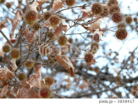タイワンフウもみじの実 3839417