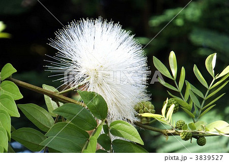 大紅合歓 3839527