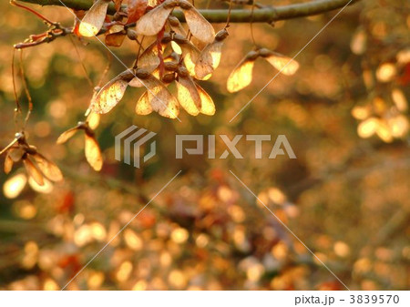 モミジの種 3839570