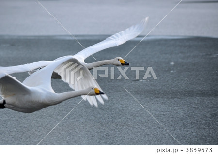 白鳥の飛翔 3839673