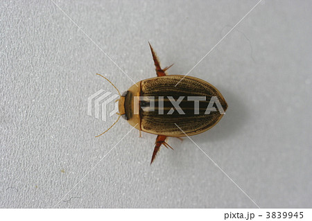 コシマゲンゴロウ 3839945