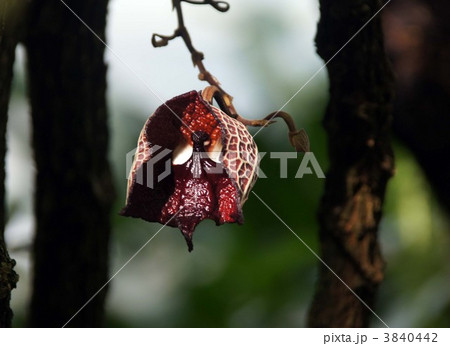 アリストロキア アリストロキア 3840442