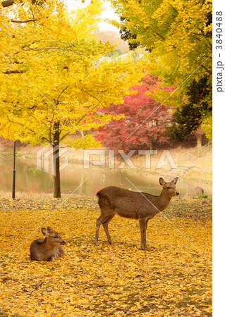 銀杏の黄葉と鹿　1 3840488