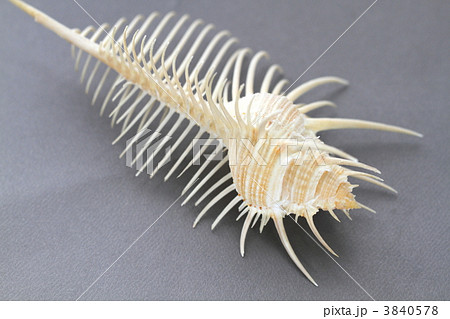 ホネ貝 ホネ貝 3840578