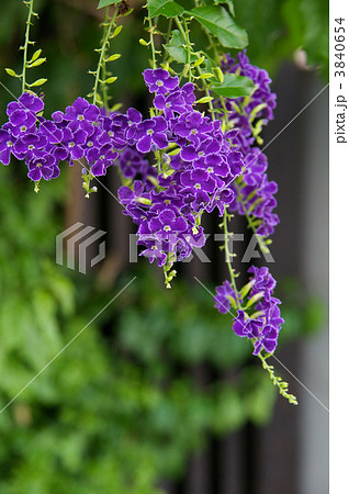 デュランタ デュランタ 3840654