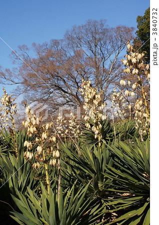 君が代蘭 3840732