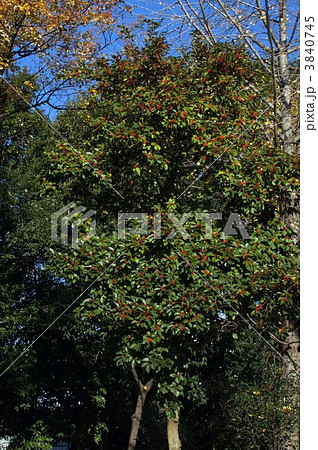 クロガネモチ クロガネモチ 3840745