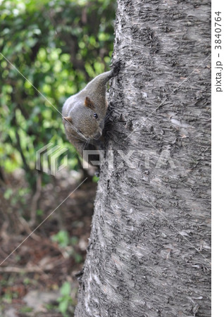 タイワンリス 3840764