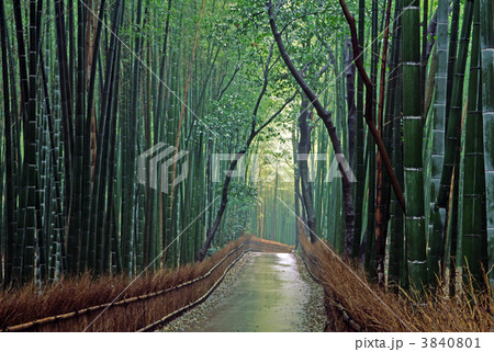 京都　雨の嵯峨野の竹林の小径 3840801