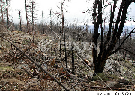 北米の山火事の跡の写真素材