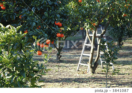 収穫を待つオレンジの果樹園 3841087