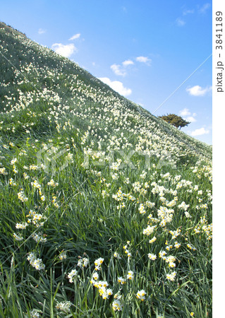 伊豆下田・爪木崎の水仙群生地 3841189
