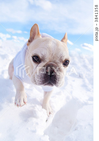 雪の上を歩くフレンチブルドッグ 3841358