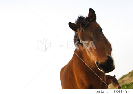 宮崎県串間市、都井の御崎馬 宮崎県串間市、都井の御崎馬 3841452