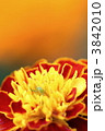 マリーゴールドの中で 3842010