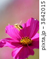 コスモスとミツバチ 3842015