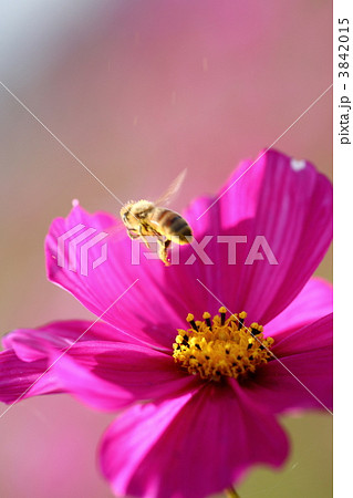 コスモスとミツバチ 3842015