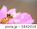 コスモスとミツバチ 3842018