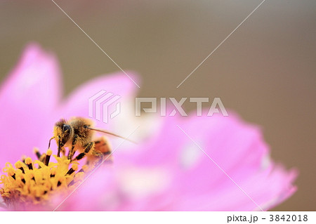 コスモスとミツバチ 3842018